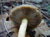Pholiota velaglutinosa image