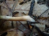 Pholiota velaglutinosa image