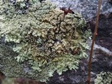 Flavoparmelia baltimorensis image