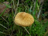 Cystoderma amianthinum image