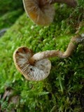 Cystoderma amianthinum image