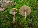 Cystoderma amianthinum image