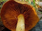 Cortinarius cinnamomeus image