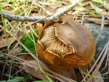 Cortinarius cinnamomeus image