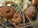 Cortinarius cinnamomeus image