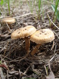 Inocybe dulcamara image