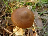 Cortinarius cinnamomeus image