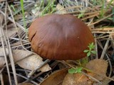 Cortinarius cinnamomeus image