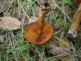 Cortinarius cinnamomeus image