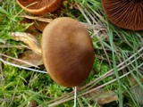 Cortinarius cinnamomeus image