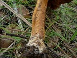 Cortinarius cinnamomeus image