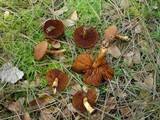 Cortinarius cinnamomeus image