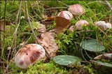 Hygrophorus erubescens image