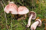 Hygrophorus erubescens image