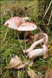 Hygrophorus erubescens image