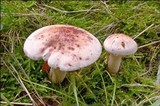 Hygrophorus erubescens image