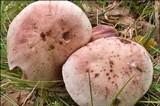 Hygrophorus erubescens image