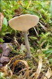 Helvella macropus image