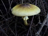 Amanita augusta image