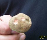 Boletus chrysenteron image