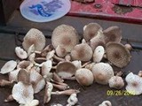 Leucoagaricus americanus image