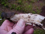 Helvella maculata image