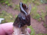 Helvella maculata image
