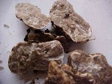Tuber gibbosum image