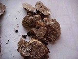 Tuber gibbosum image