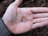 Pleurotopsis longinqua image