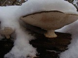 Trametes gibbosa image