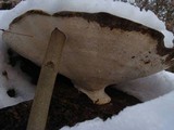 Trametes gibbosa image