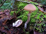 Psathyrella longistriata image
