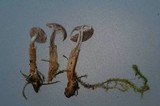 Squamanita paradoxa image