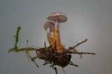 Squamanita paradoxa image
