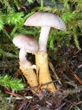 Squamanita paradoxa image