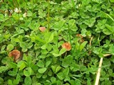 Conocybe cyanopus image