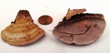 Fomitopsis cajanderi image