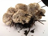 Postia floriformis image