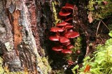 Tubaria punicea image