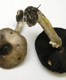 Agaricus hondensis image