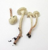 Cuphophyllus virgineus image