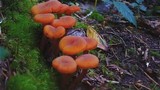 Hygrocybe miniata image