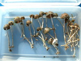 Psilocybe baeocystis image