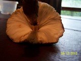 Leucoagaricus americanus image