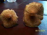 Leucoagaricus americanus image