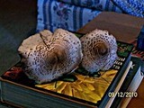 Leucoagaricus americanus image