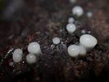 Helicogloea compressa image