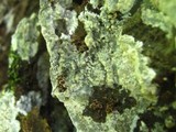 Phlebia livida image