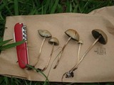 Panaeolus cyanescens image